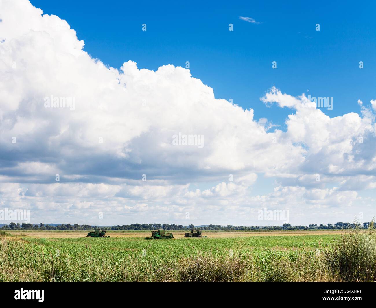 Paesaggio con campo agrario e cielo blu con nuvole bianche nella stagione estiva Kuban, Russia Foto Stock