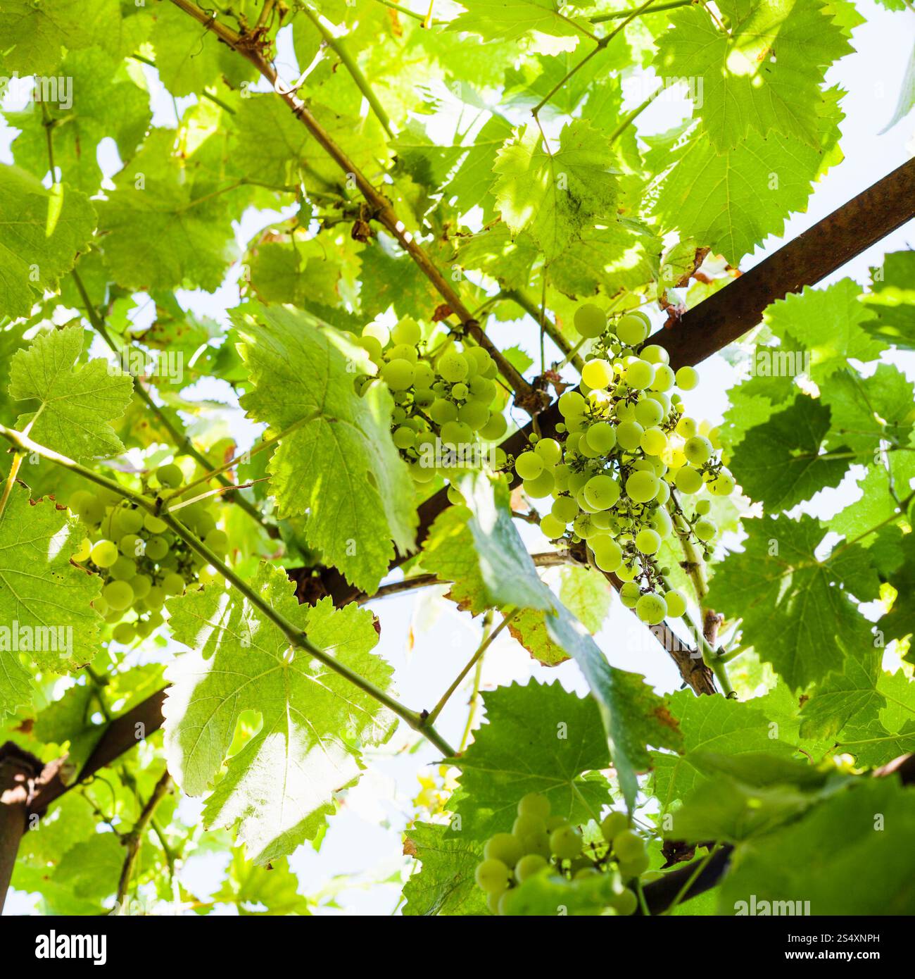 Vite con grappoli di uva verde nella soleggiata giornata estiva Foto Stock