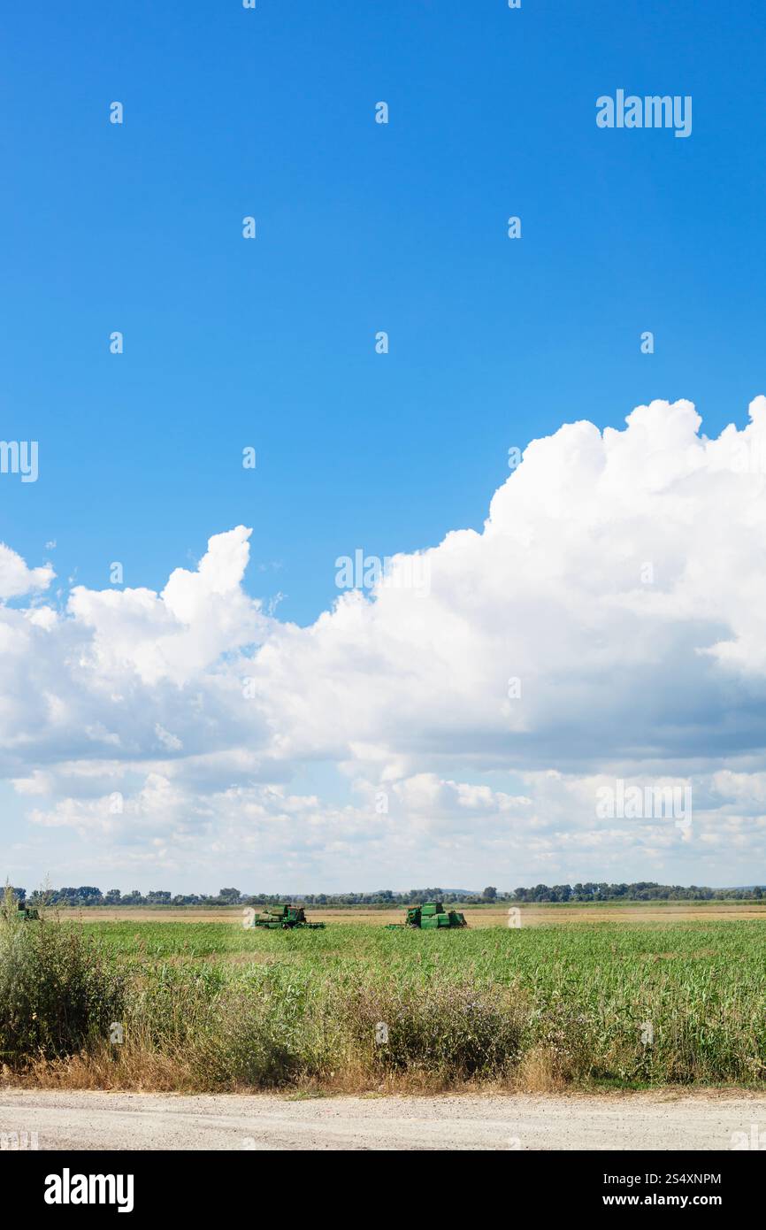 Paesaggio di campagna con campo agrario e cielo blu nella stagione estiva Kuban, Russia Foto Stock