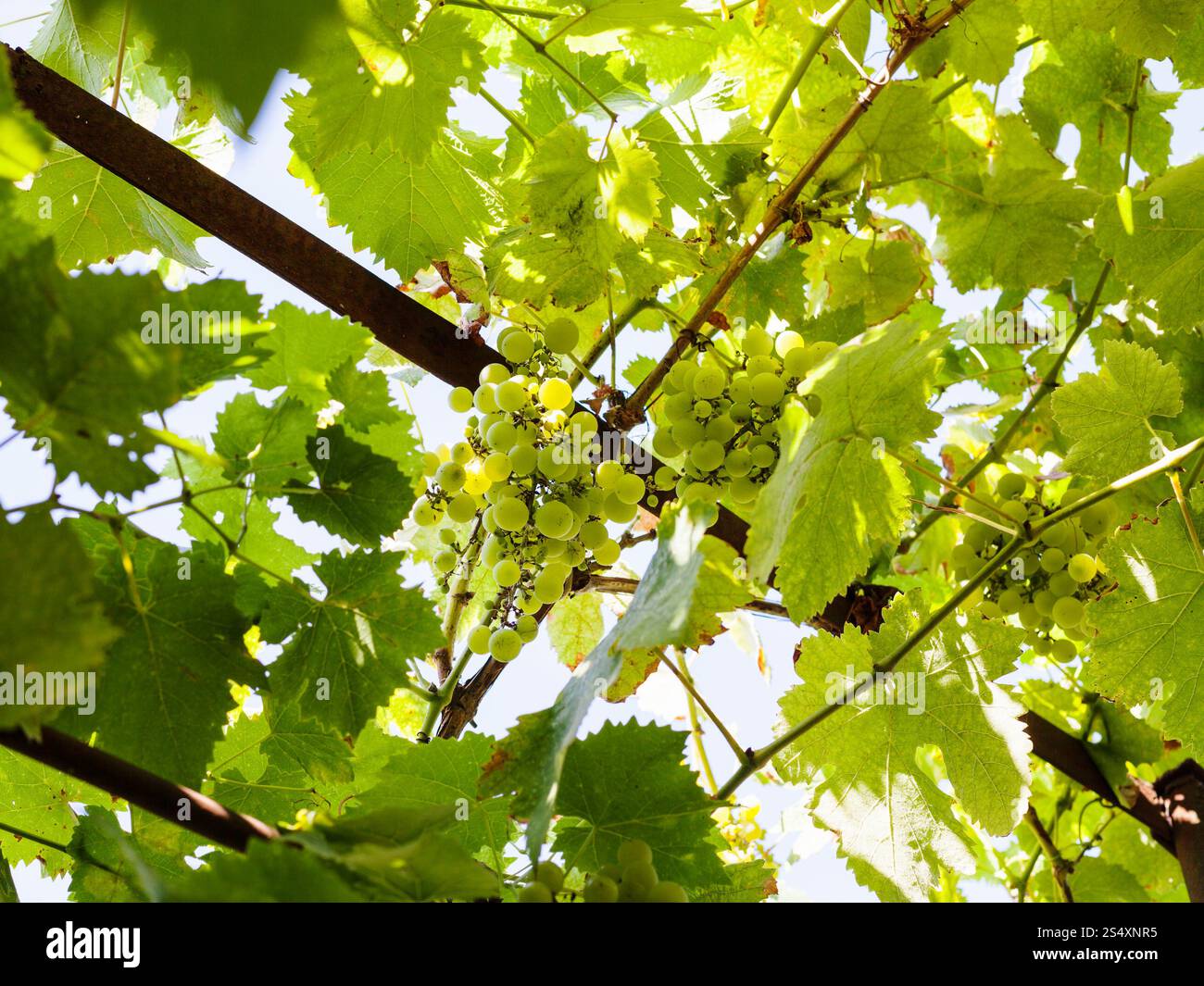 Vite con grappoli maturi delle uve bianche nella soleggiata giornata estiva Foto Stock
