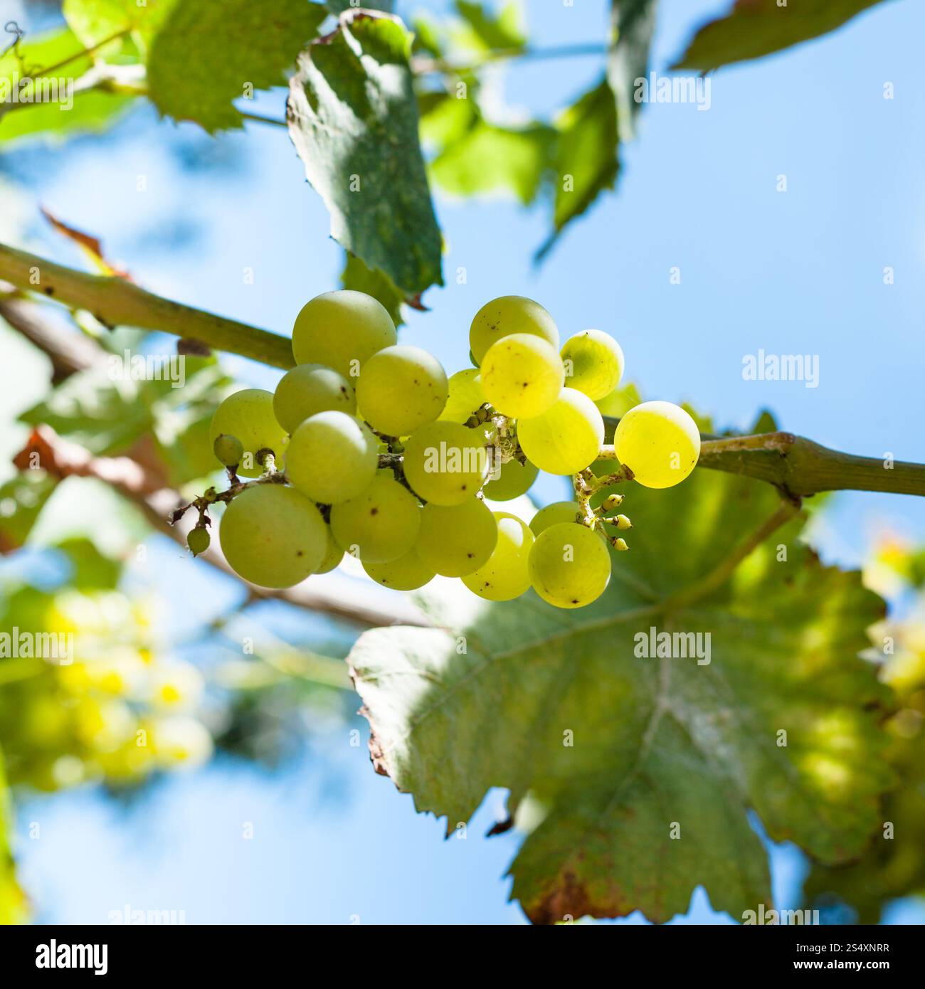 Grappolo di uva verde sulla vite in giornata di sole Foto Stock
