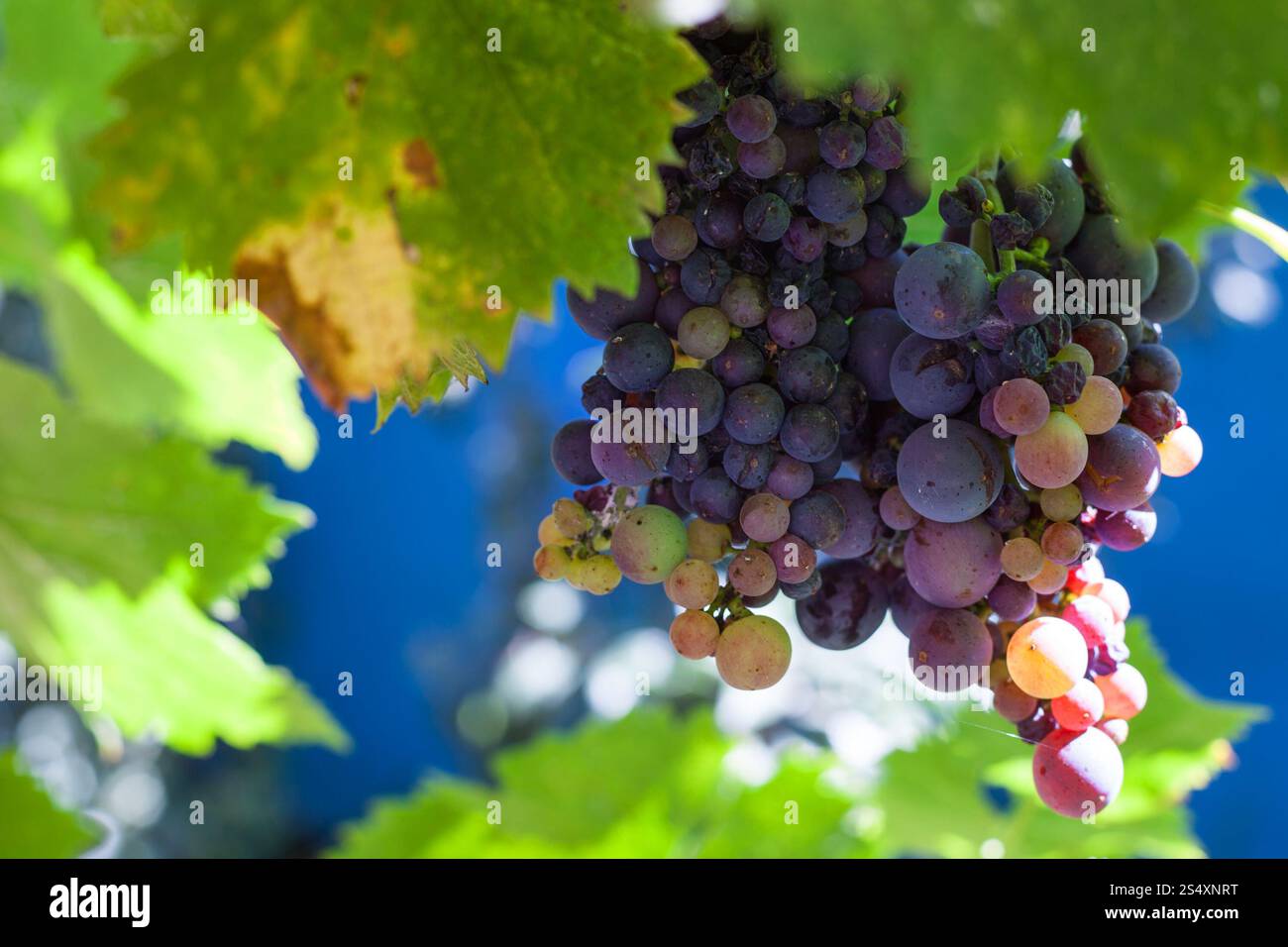Cluster di rosso scuro uve sul cortile nella soleggiata giornata estiva Foto Stock