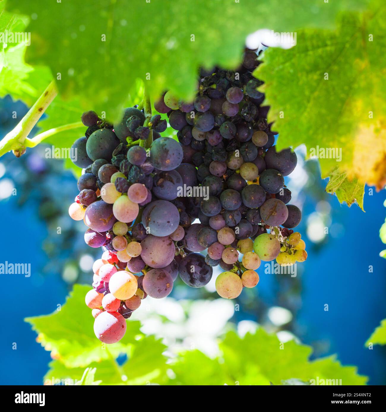 Mazzetto di rosso scuro uve sul cortile nella soleggiata giornata estiva Foto Stock