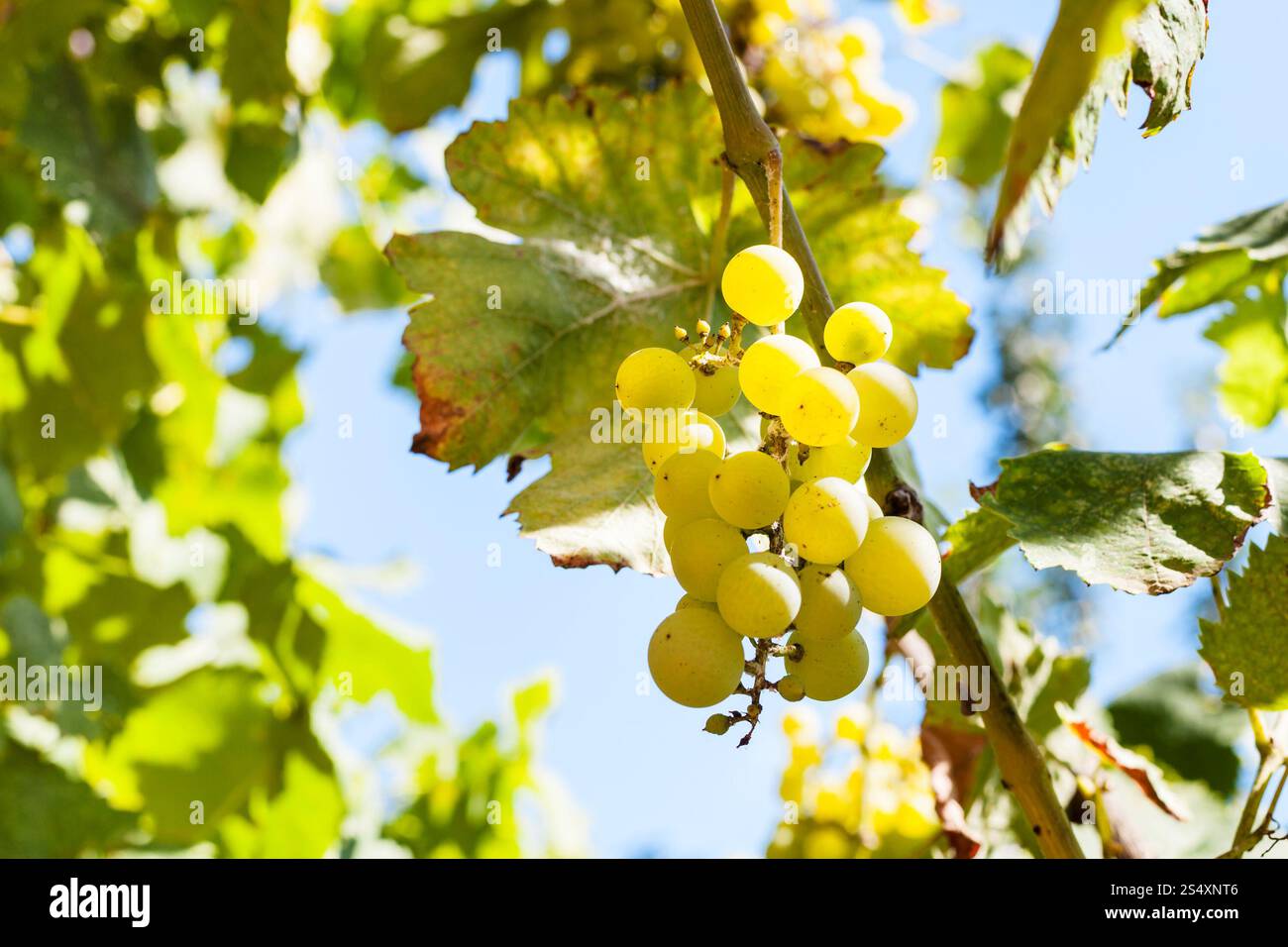 Mazzetto di ripe di uva bianca sulla vite in giornata di sole Foto Stock