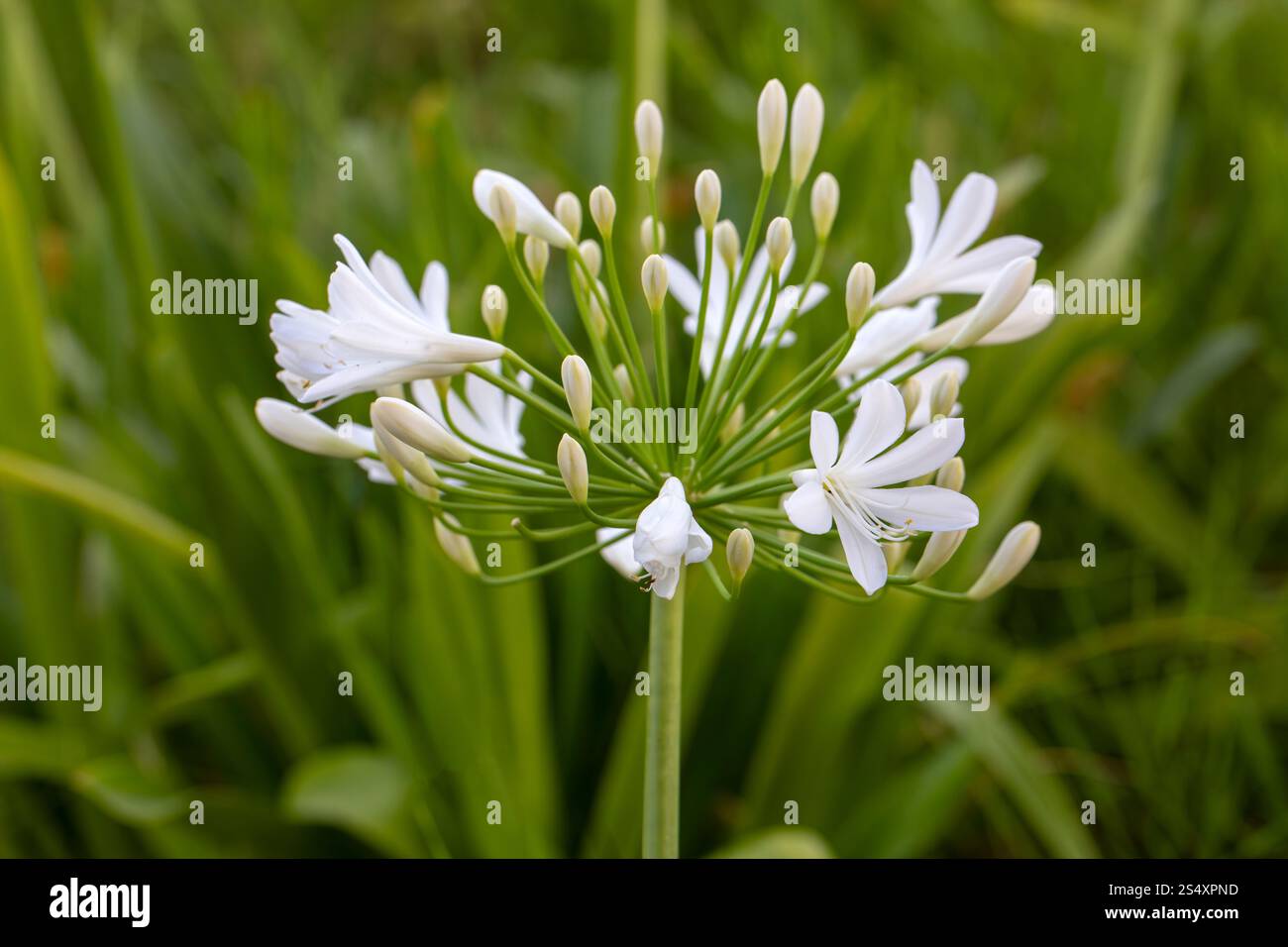 Giglio africano (Agapanthus) Fireworks fiorisce in una mostra a maggio Foto Stock