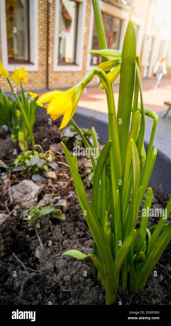 Primo piano del giallo fiore di narciso crescente nella pentola grande su strada Foto Stock
