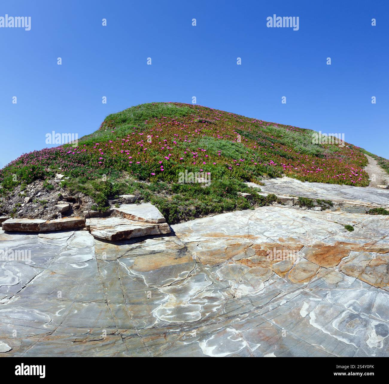Fioritura estiva rock hill Carpobrotus con fiori di colore rosa e azzurro del cielo. Foto Stock