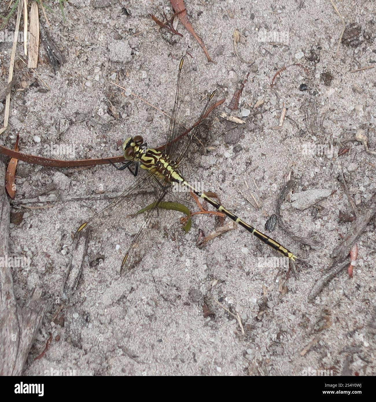 Cacciatore a strisce gialle (Austrogomphus guerini) Foto Stock