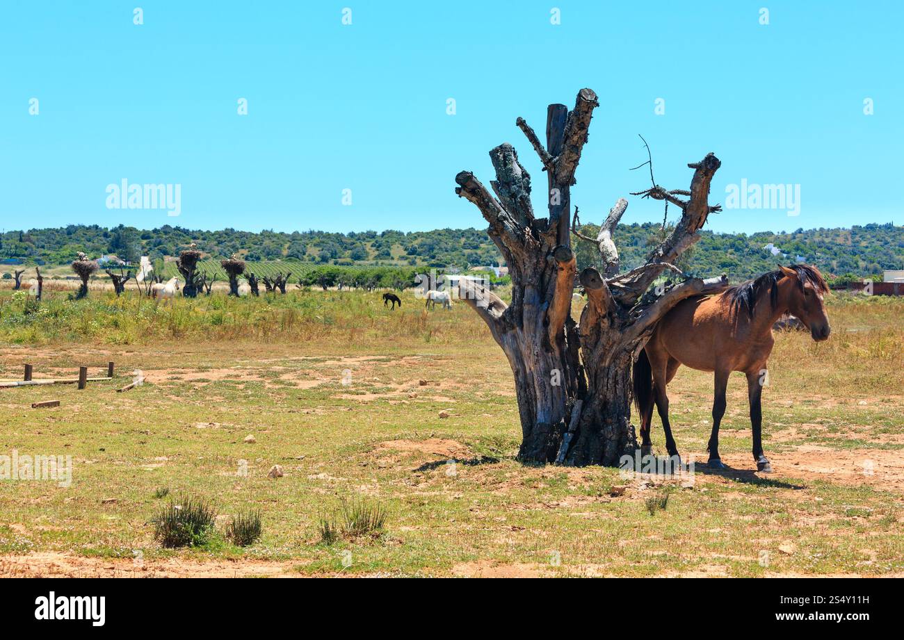 Cavallo vicino al tronco dell'albero secco. Paesaggio estivo di campagna. Foto Stock