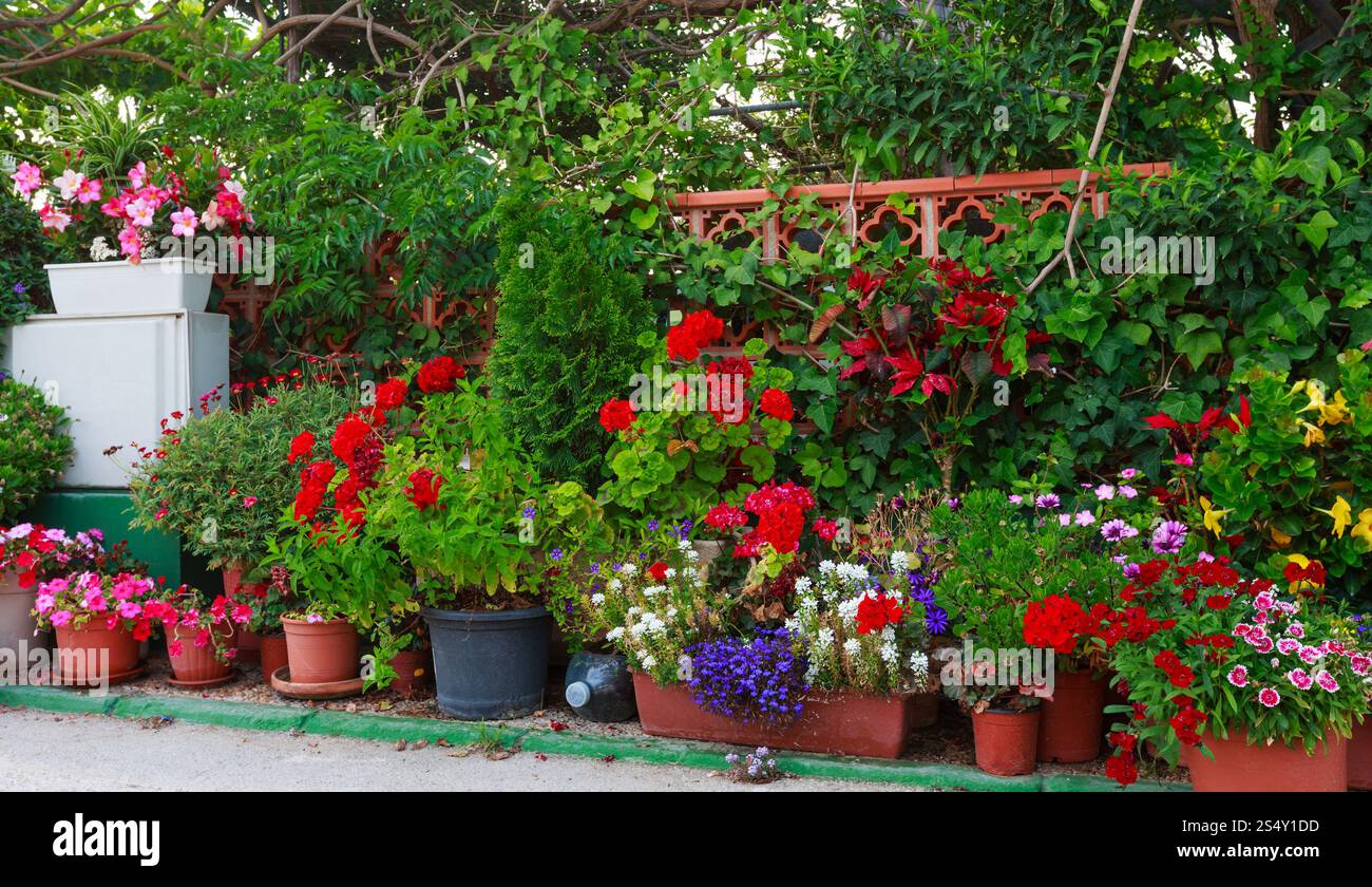 Molti vasi con fiori colorati. Foto Stock
