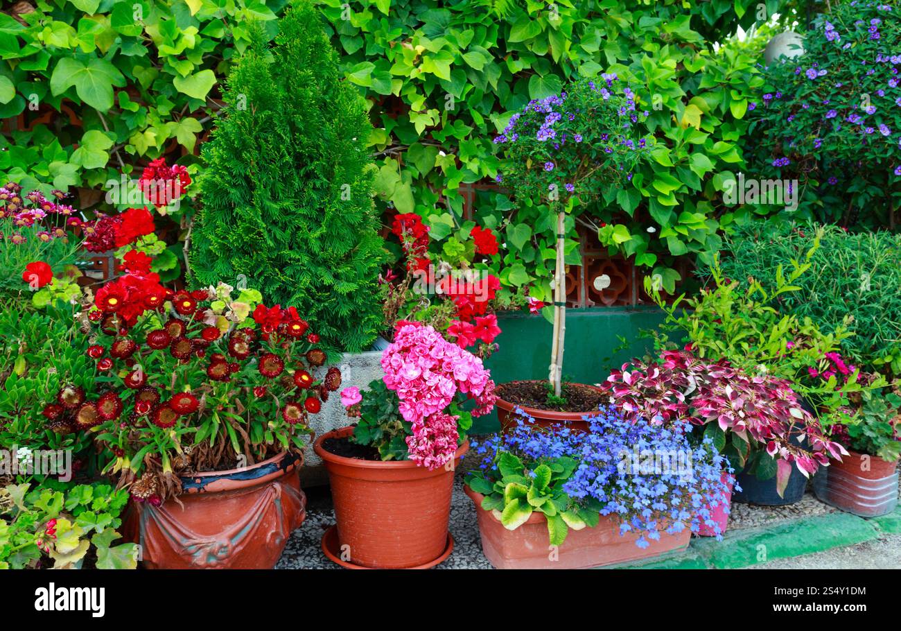 Molti vasi con fiori colorati. Foto Stock