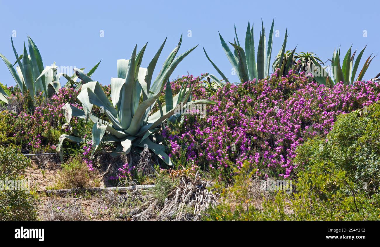 Agave piante e fiori viola sulla collina di estate. Foto Stock