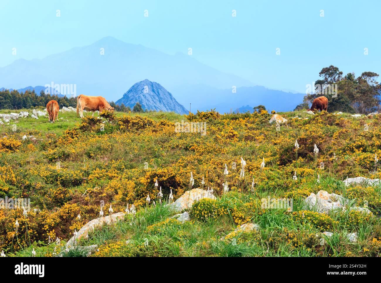 Allevamento di mucche in fioritura estiva collina con pietre e cespugli di giallo. Foto Stock