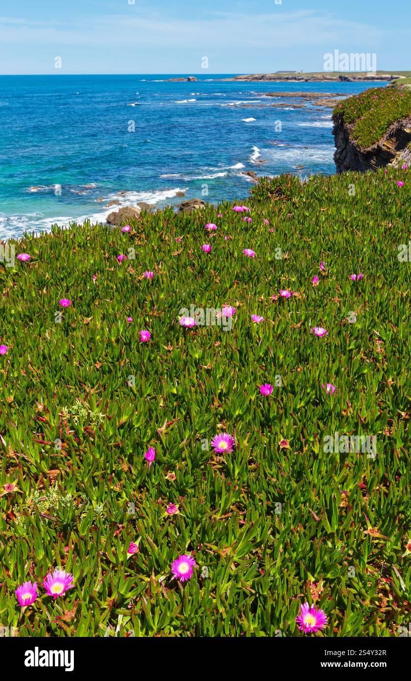 Fioritura estiva costa Atlantica paesaggio con fiori di colore rosa (vicino a Los Castri e fortezze beach, Galizia, Spagna). Foto Stock