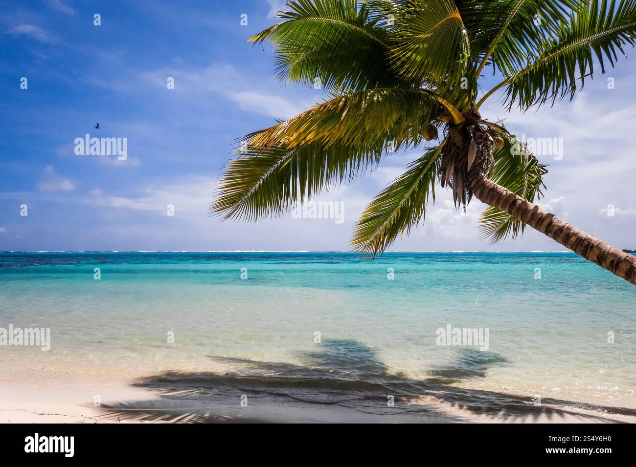 Spiaggia tropicale Paradise e laguna sull'Isola di Moorea. Polinesia francese. Spiaggia tropicale Paradise e laguna sull'Isola di Moorea Foto Stock