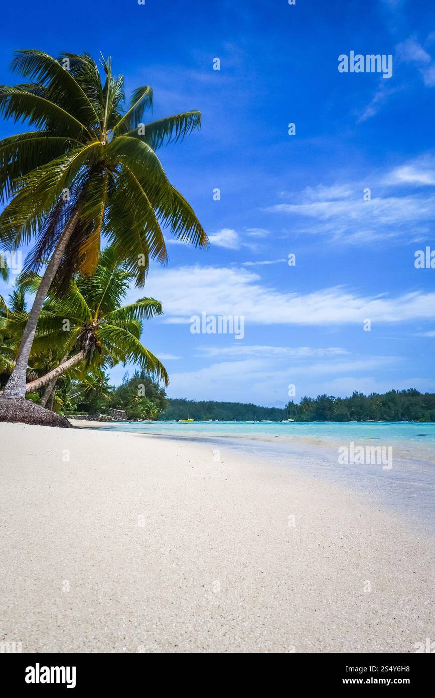 Spiaggia tropicale Paradise e laguna sull'Isola di Moorea. Polinesia francese. Spiaggia tropicale Paradise e laguna sull'Isola di Moorea Foto Stock