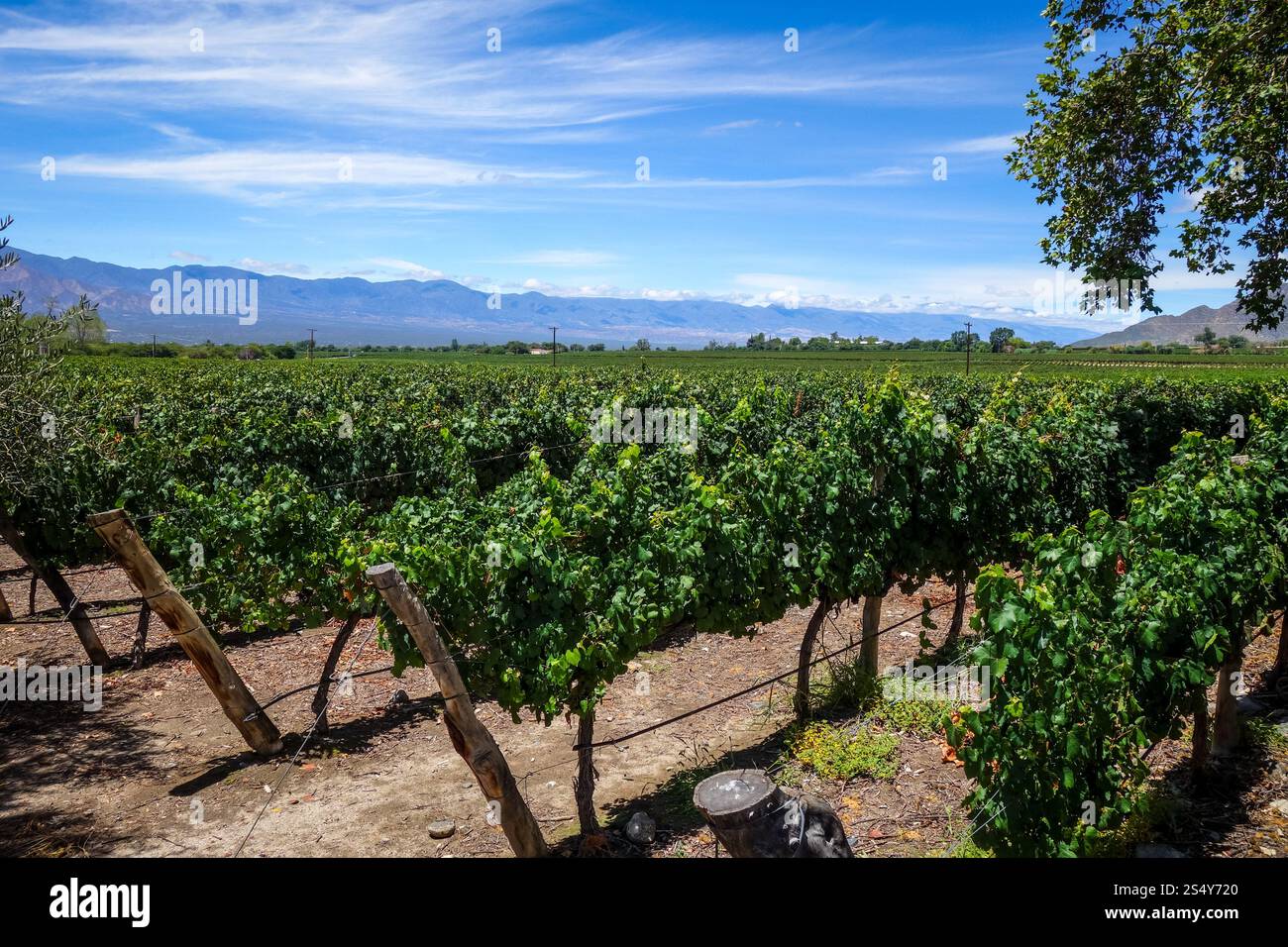 Paesaggio di vigneti a cafayate, Salta, Argentina. Campo di vite a cafayate, Argentina Foto Stock