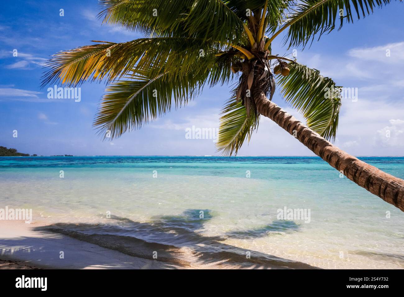 Spiaggia tropicale Paradise e laguna sull'Isola di Moorea. Polinesia francese. Spiaggia tropicale Paradise e laguna sull'Isola di Moorea Foto Stock