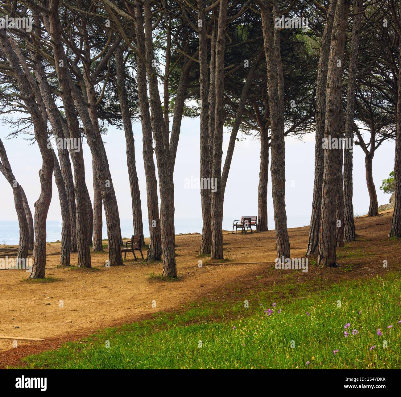 Alberi sempreverdi e panche in fioritura estiva a riva. Foto Stock