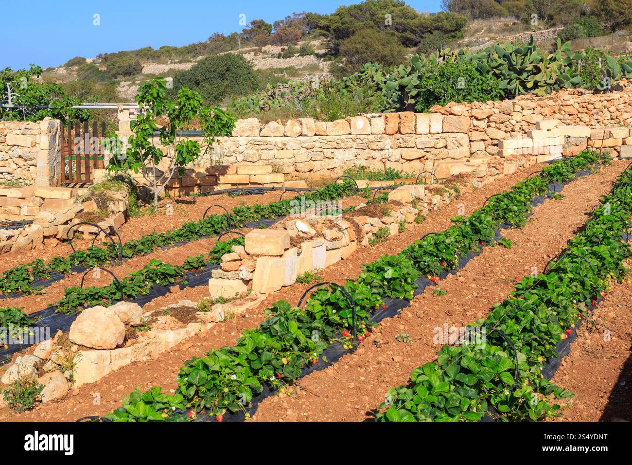 Coltivazione di fragole in terreno sassoso nel nord di Malta Foto Stock