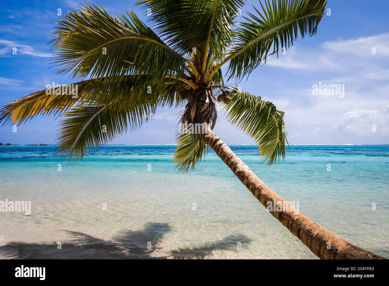 Spiaggia tropicale Paradise e laguna sull'Isola di Moorea. Polinesia francese. Spiaggia tropicale Paradise e laguna sull'Isola di Moorea Foto Stock