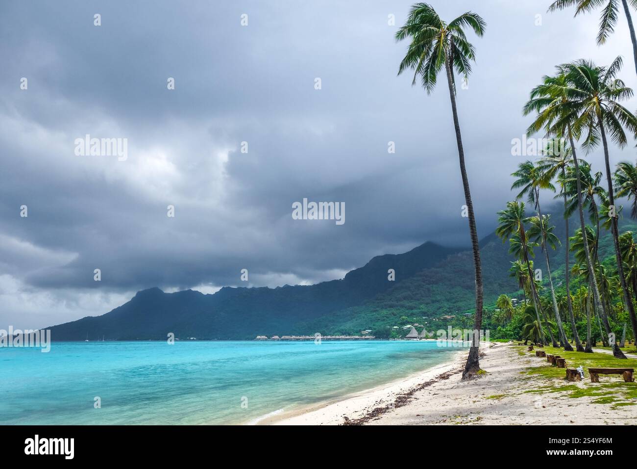 Palme sulla spiaggia di Temae nell'isola di Moorea. Polinesia francese. Palme sulla spiaggia di Temae nell'isola di Moorea Foto Stock