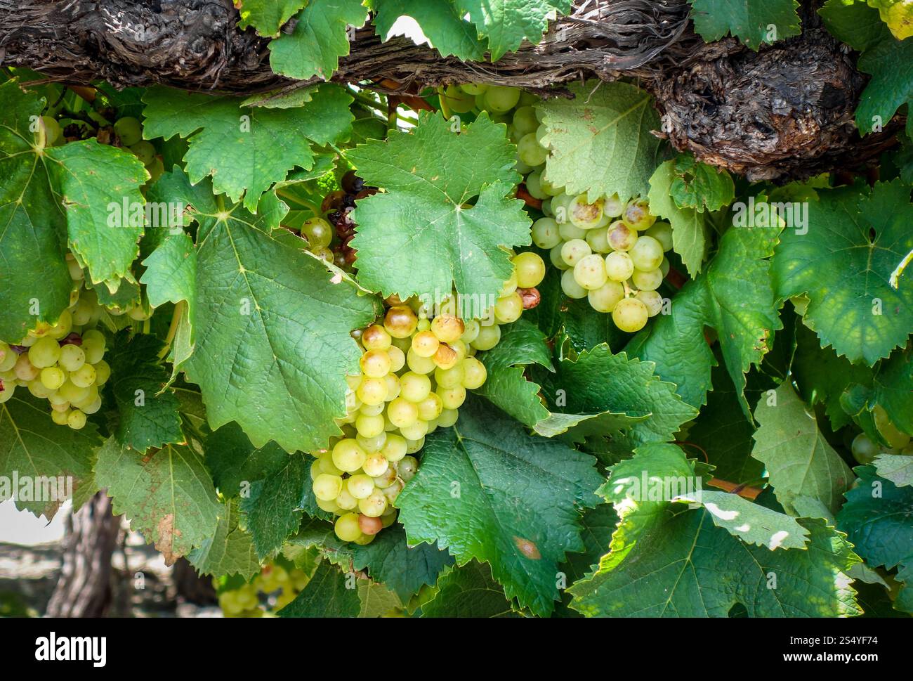 Grappolo di uva in una vite. Vista ravvicinata. Grappolo di uva in una vite Foto Stock