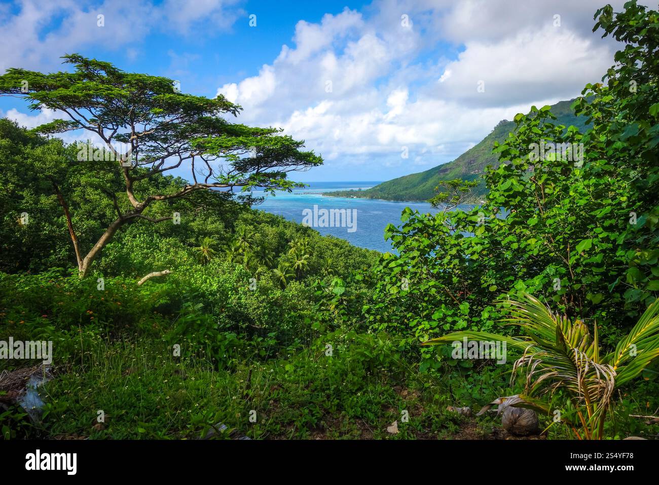 Vista aerea della baia Opunohu e laguna di Moorea. Polinesia francese Foto Stock