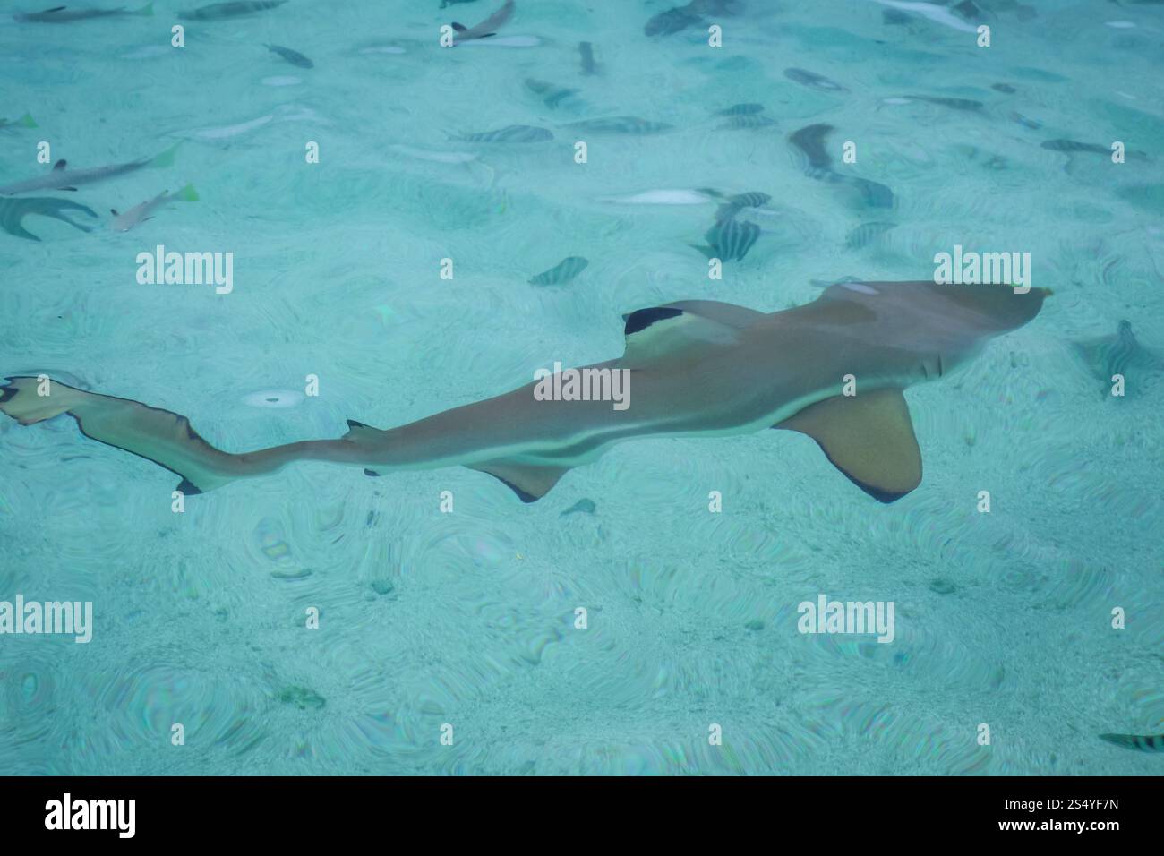 Squalo pinna nera nella laguna dell'isola di moorea. Polinesia francese. Squalo pinna nera nella laguna dell'isola di moorea Foto Stock