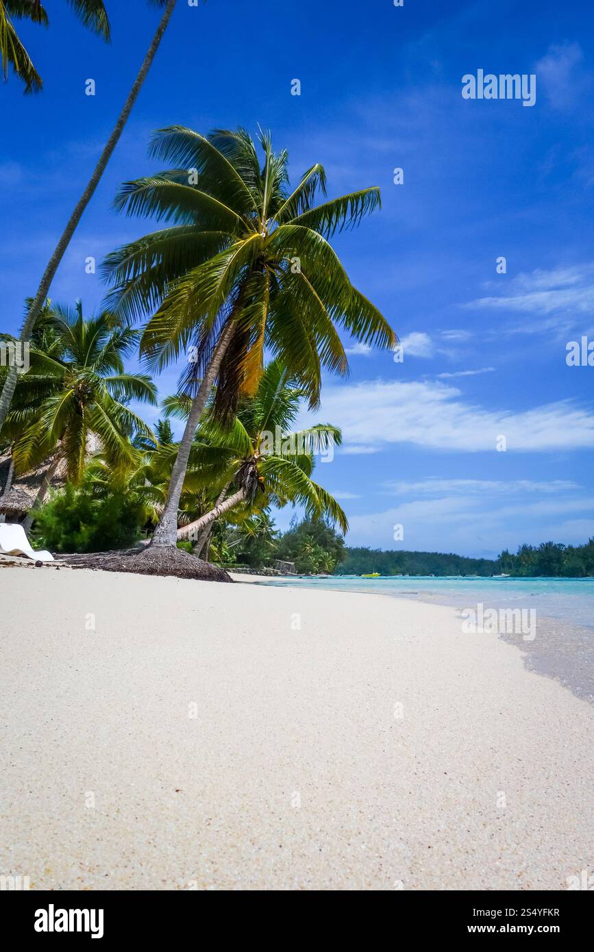 Spiaggia tropicale Paradise e laguna sull'Isola di Moorea. Polinesia francese. Spiaggia tropicale Paradise e laguna sull'Isola di Moorea Foto Stock