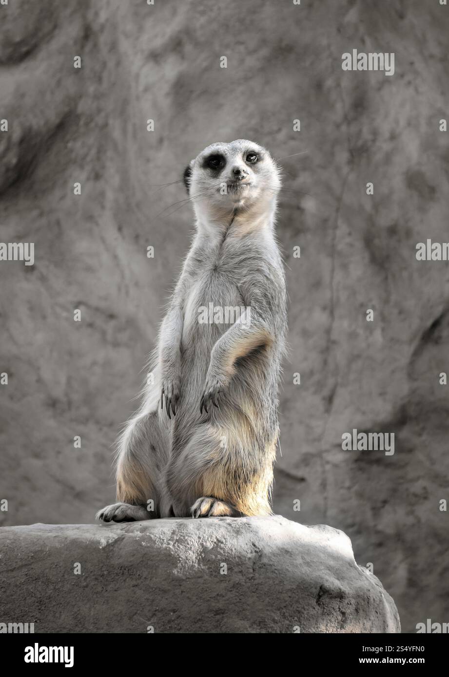 Piccolo suricate su una roccia, guardando intorno. Suricate su una roccia Foto Stock