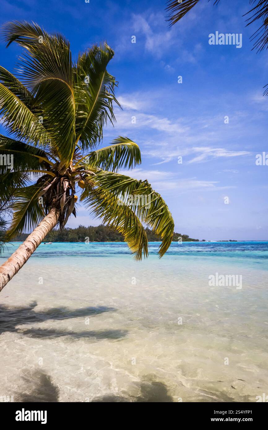 Spiaggia tropicale Paradise e laguna sull'Isola di Moorea. Polinesia francese. Spiaggia tropicale Paradise e laguna sull'Isola di Moorea Foto Stock