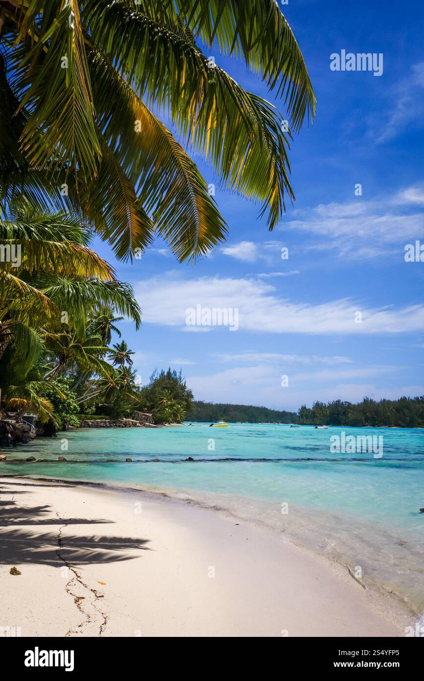 Spiaggia tropicale Paradise e laguna sull'Isola di Moorea. Polinesia francese. Spiaggia tropicale Paradise e laguna sull'Isola di Moorea Foto Stock
