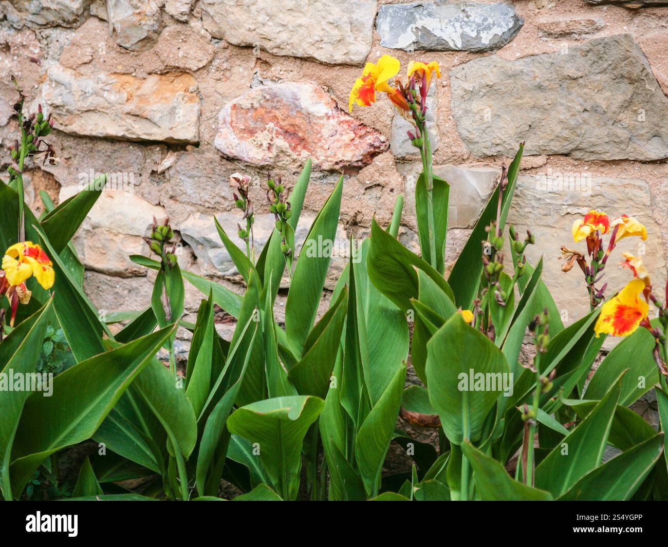 Viaggiare a Algarve Portogallo - iride fiori vicino alla parete della vecchia casa in città di Faro Foto Stock