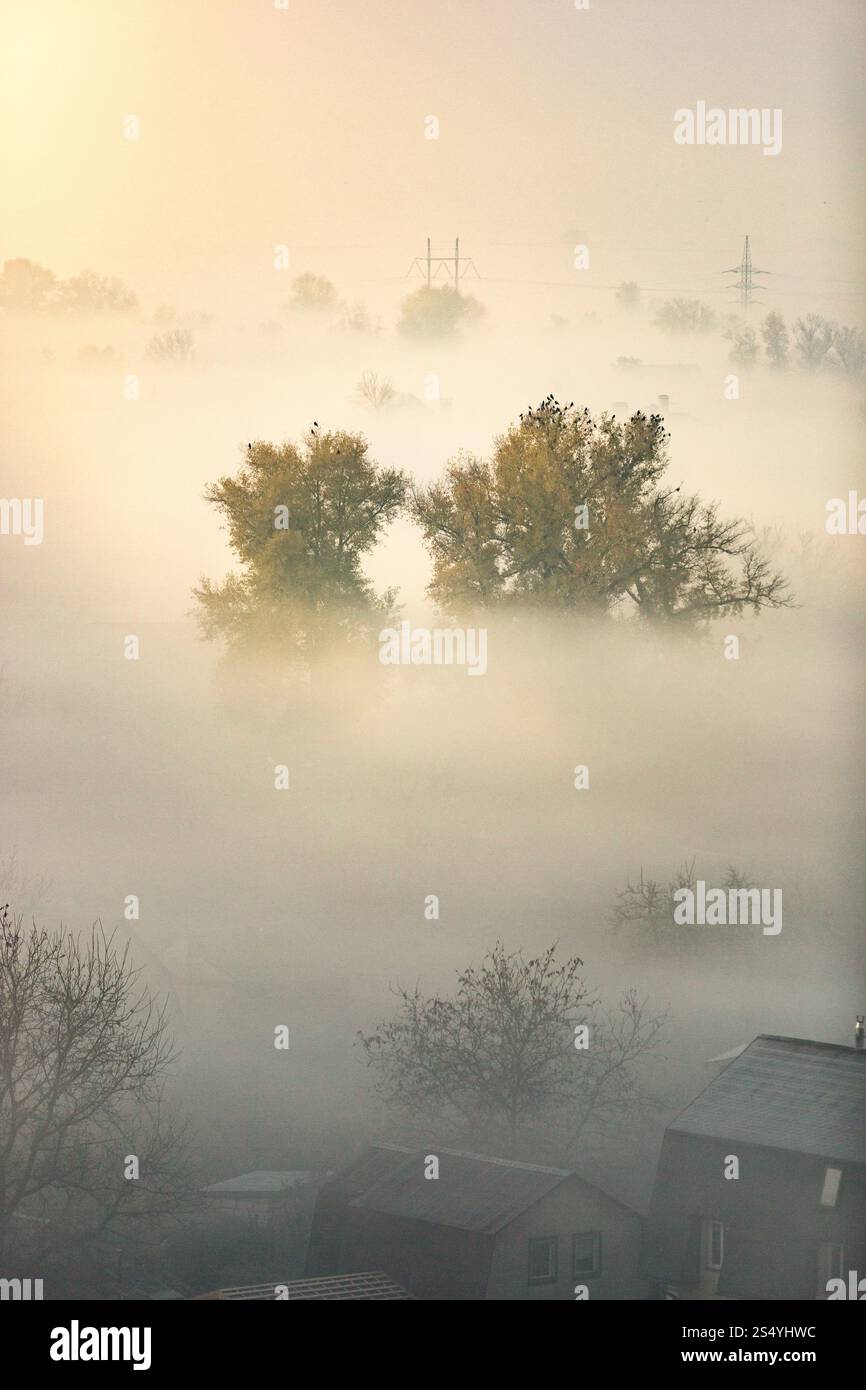 Splendida foresta coperta dalla nebbia la mattina presto prima dell'alba Foto Stock