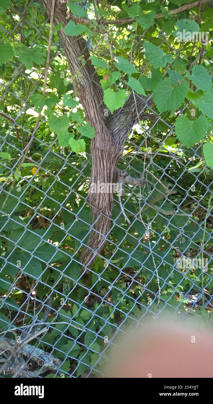 Muscadina (Vitis rotundifolia) Foto Stock