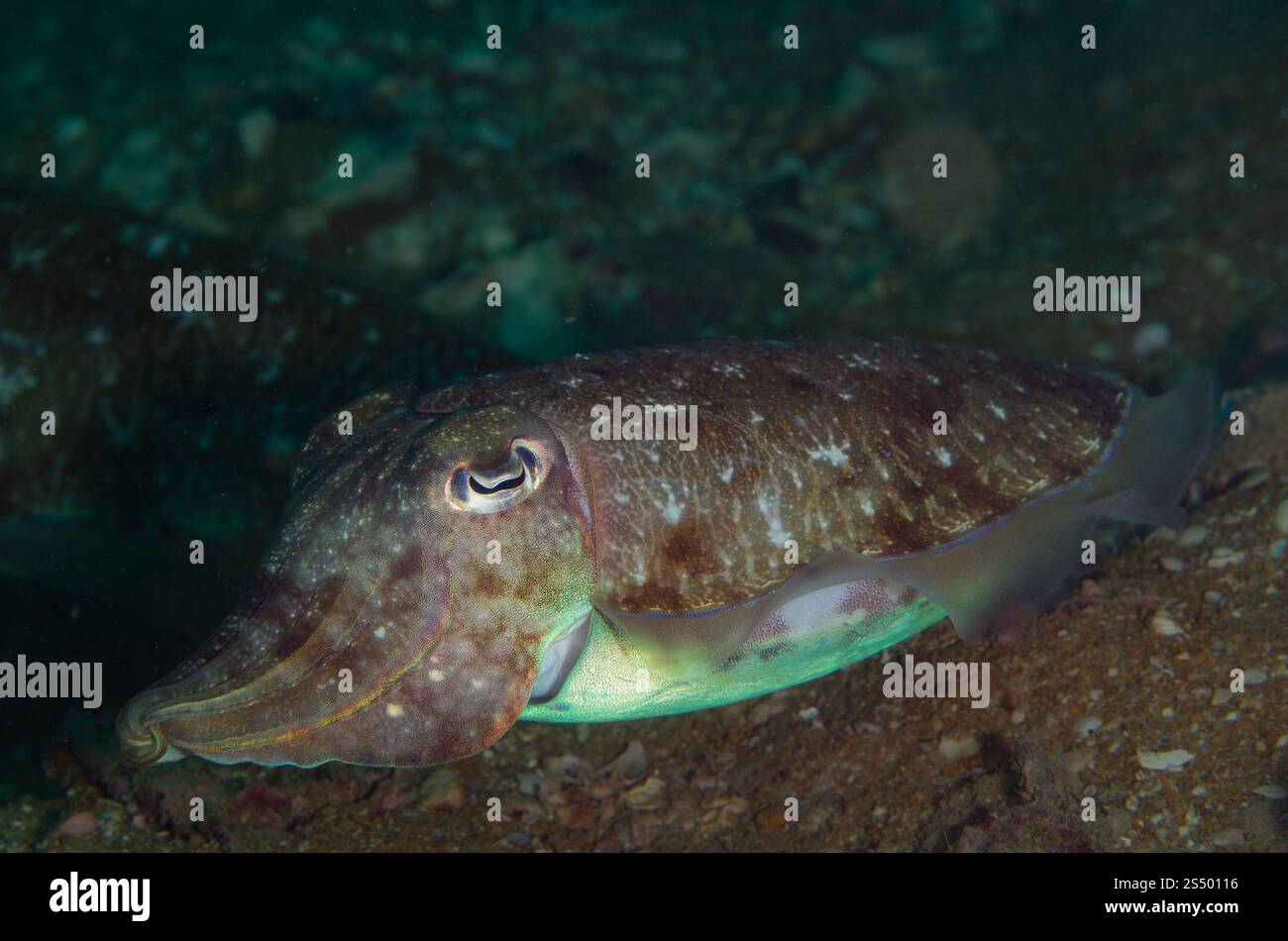 Seppie Broadclub, Sepia latimanus, Sepidae, Kao Lak, Thailandia, oceano Pacifico, Asia Foto Stock