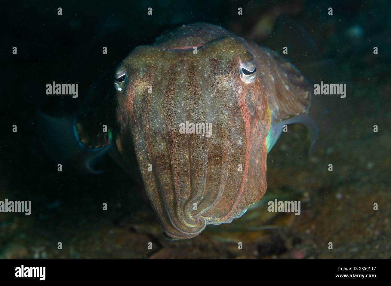 Seppie Broadclub, Sepia latimanus, Sepidae, Kao Lak, Thailandia, oceano Pacifico, Asia Foto Stock