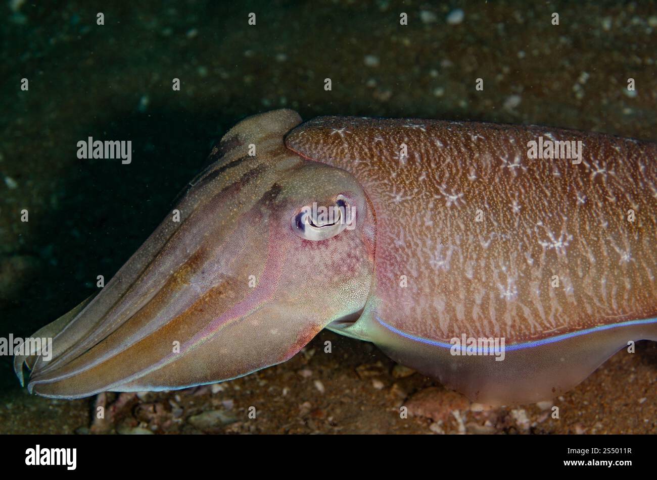 Seppie Broadclub, Sepia latimanus, Sepidae, Kao Lak, Thailandia, oceano Pacifico, Asia Foto Stock