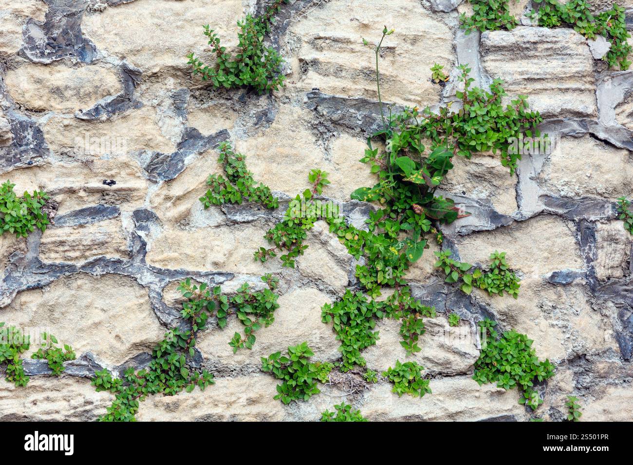 Frammento del vecchio muro di pietra con piante (sfondo architettonico pattern). Foto Stock