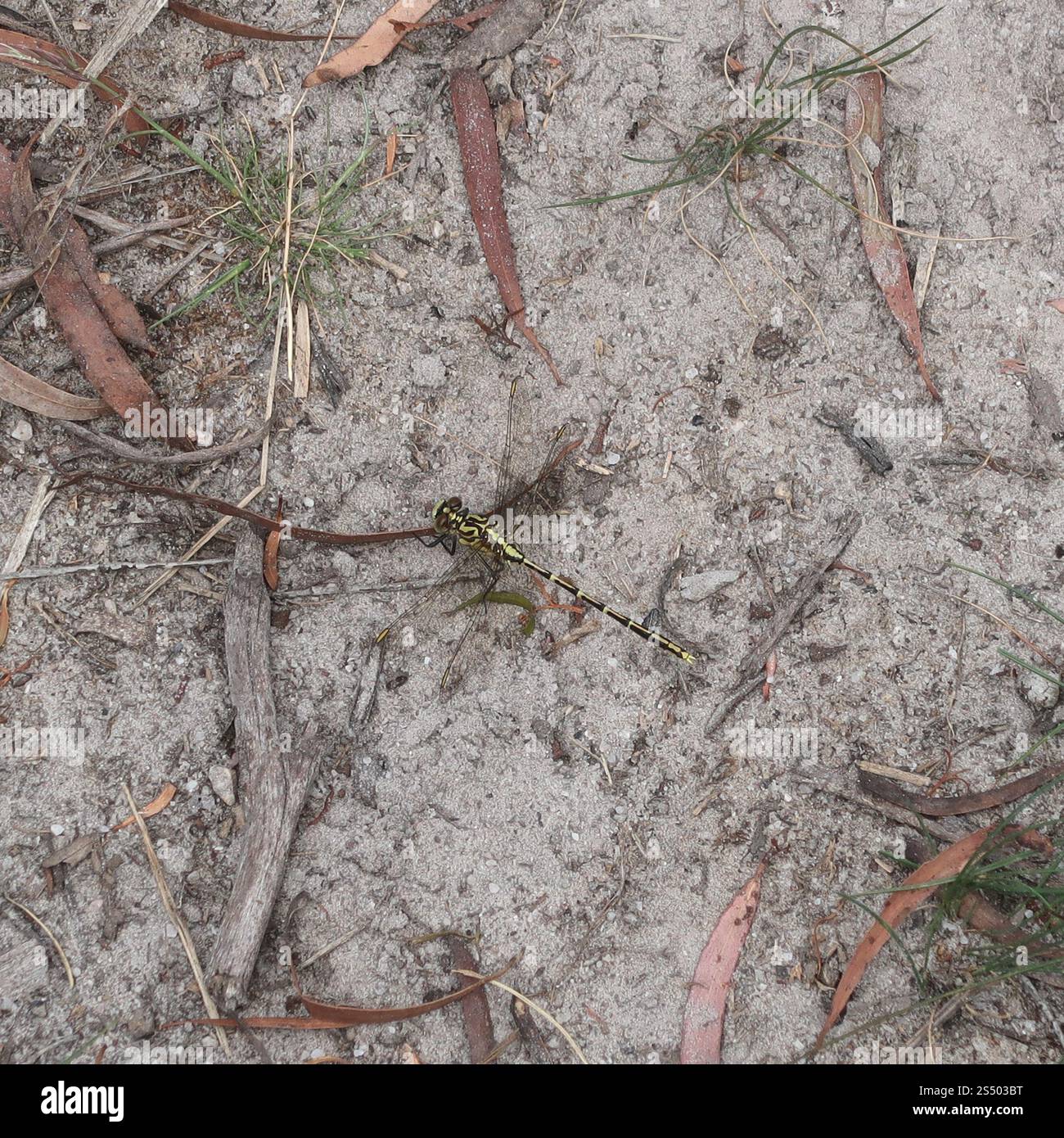 Cacciatore a strisce gialle (Austrogomphus guerini) Foto Stock