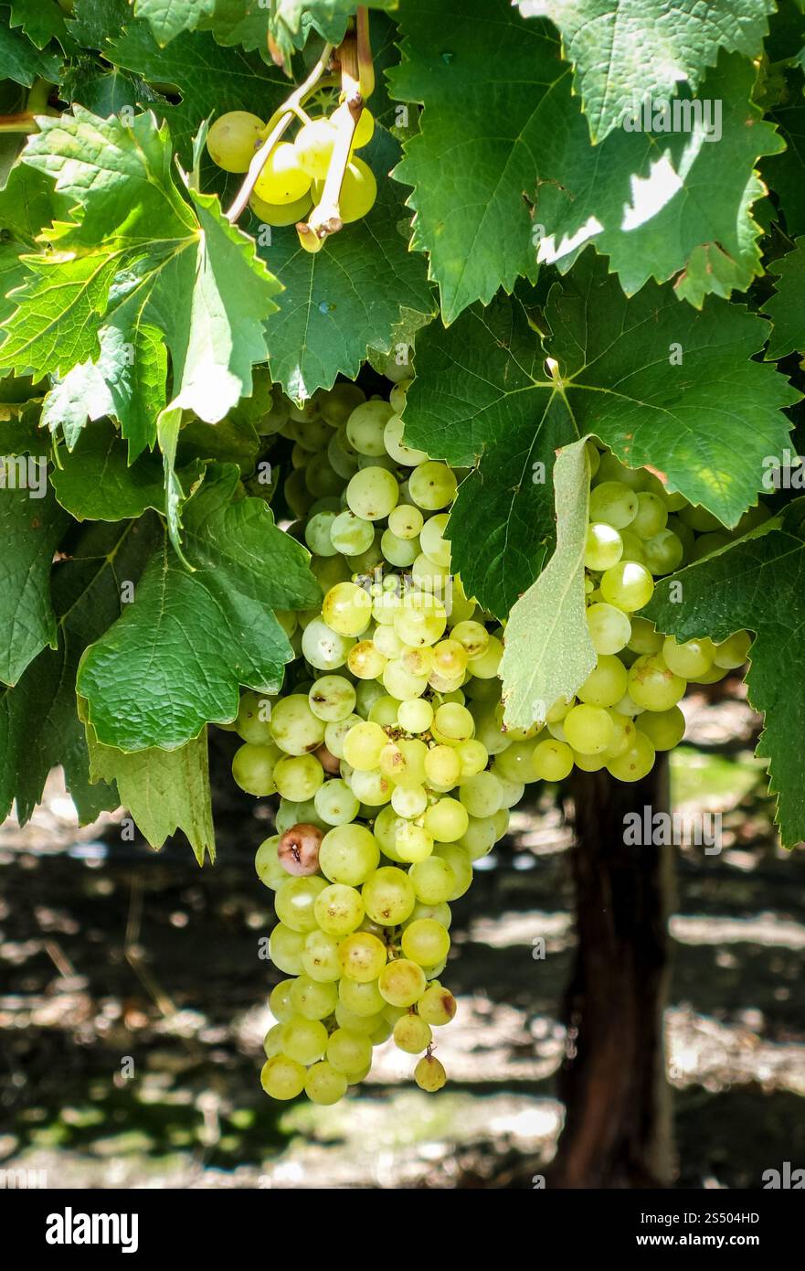 Grappolo di uva in una vite. Vista ravvicinata. Grappolo di uva in una vite Foto Stock