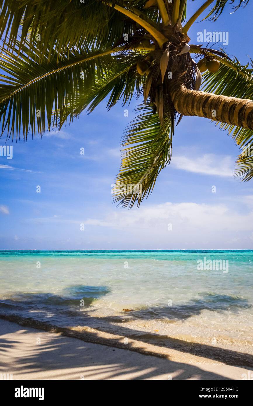 Spiaggia tropicale Paradise e laguna sull'Isola di Moorea. Polinesia francese. Spiaggia tropicale Paradise e laguna sull'Isola di Moorea Foto Stock