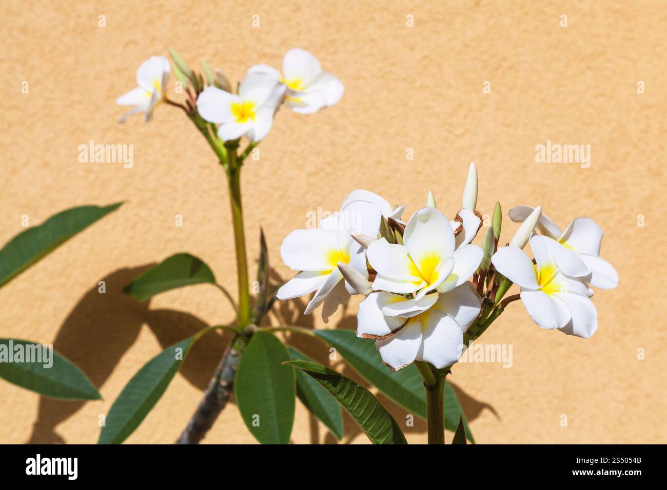 Bianco Fiori ficus vicino a giallo parete intonacata in Giardini Naxos town, Sicilia, Italia Foto Stock