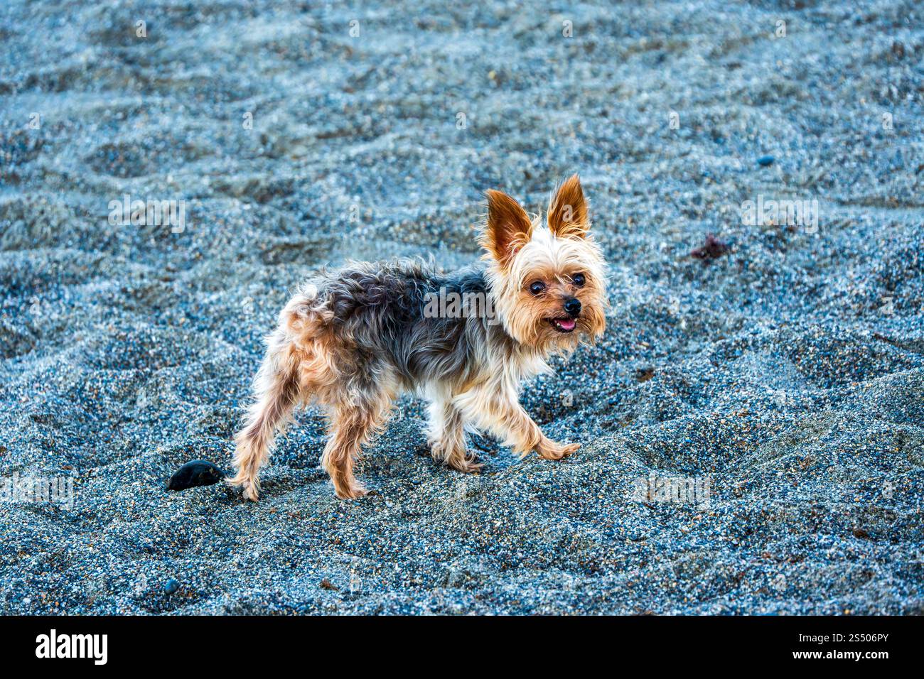 Grazioso Yorkshire Terrier passeggiando su una Gravelly Beach Foto Stock