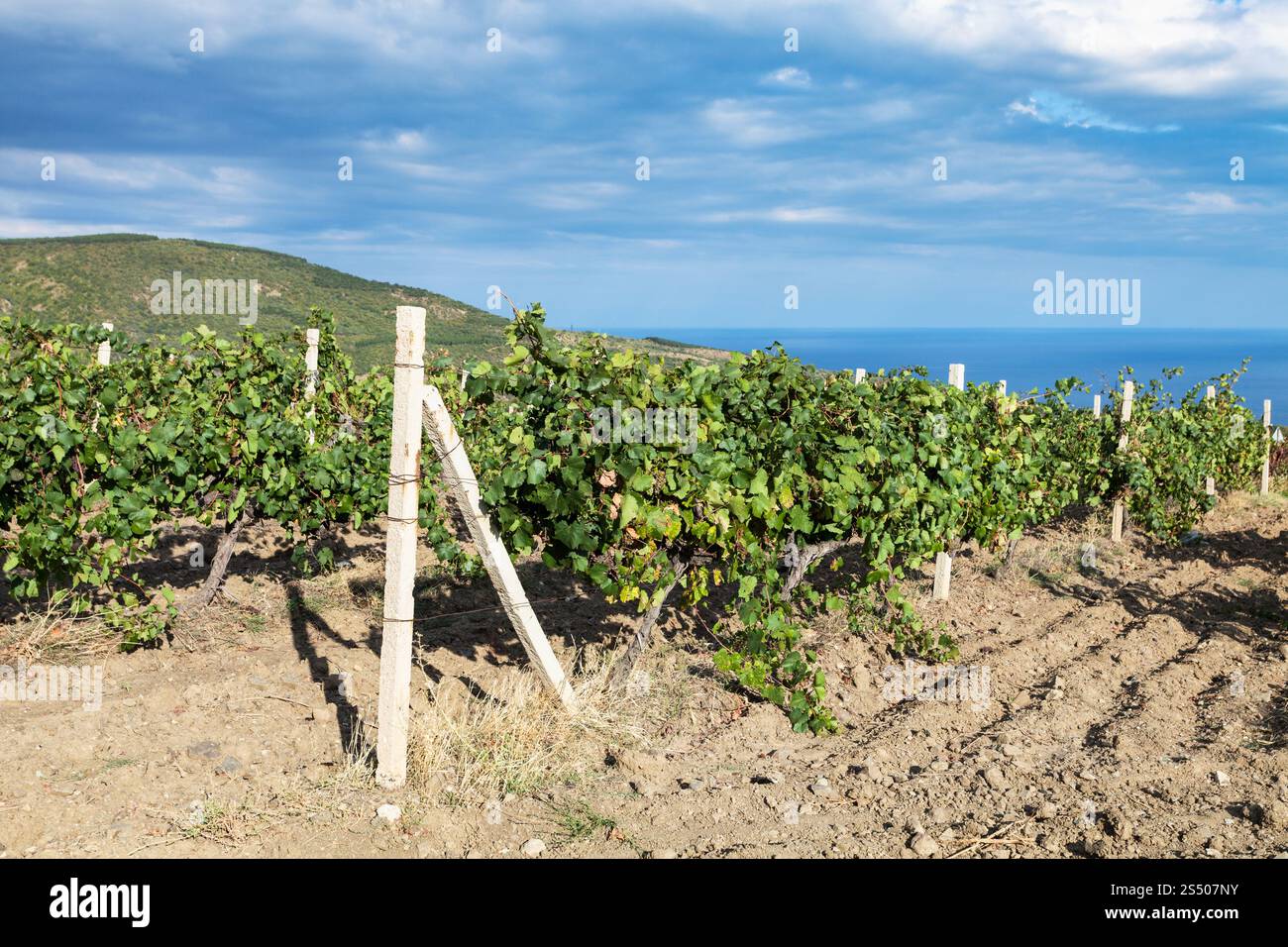 Viaggio in Crimea - vigneto cantina della fattoria di Alushta Massandra impianto sulla costa del Mar Nero in settembre Foto Stock