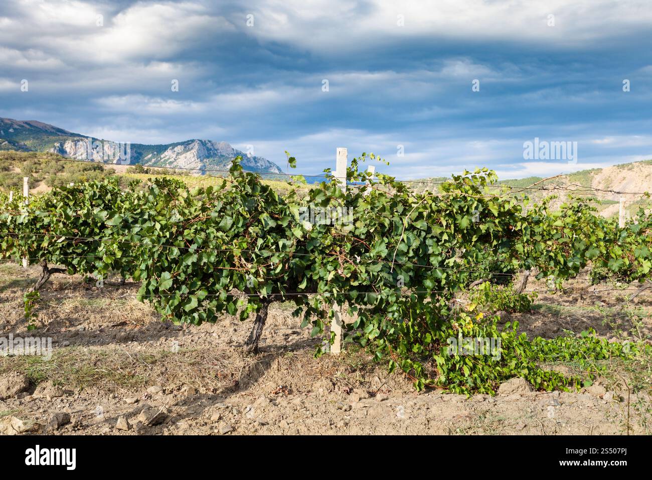 Viaggio in Crimea - Vista del vigneto della Cantina Fattoria Alushta di Massandra impianto in valle di montagna di Crimea sulla costa meridionale nel mese di settembre Foto Stock
