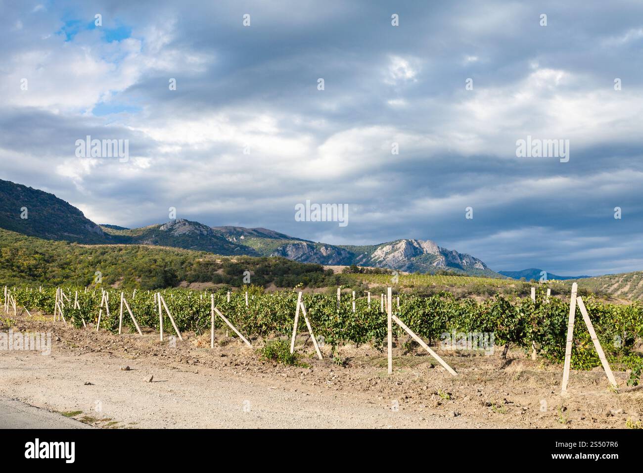 Viaggio in Crimea - Vista del vigneto della Cantina Fattoria Alushta di Massandra impianto vicino al paese sulla strada della Crimea Costa Meridionale nel mese di settembre Foto Stock