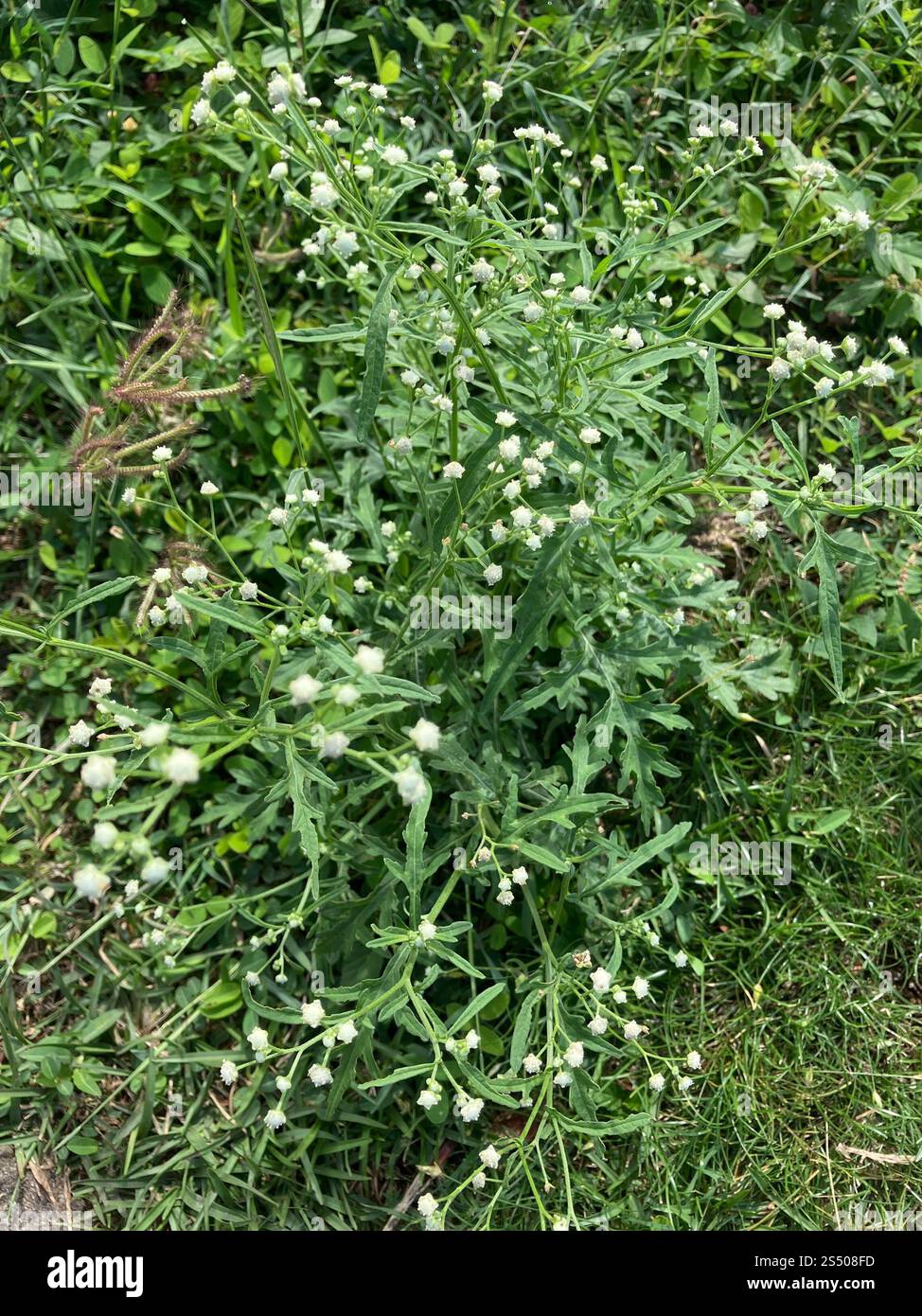 Santa Maria feverfew (Parthenium hysterophorus) Foto Stock