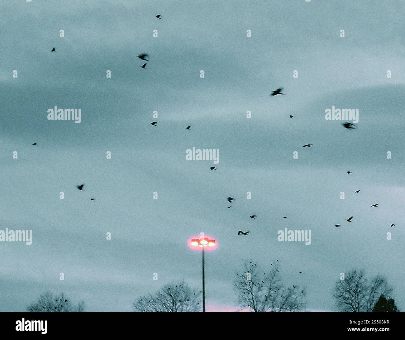 scena moody, uccelli nel parcheggio Foto Stock